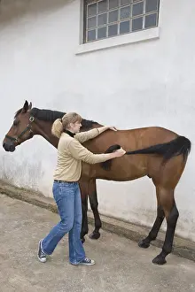 Providing: Session of osteopathy on a horse Selle francais in Obreck