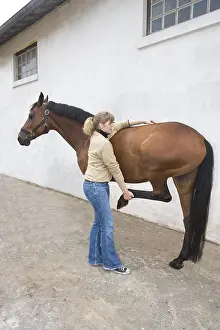 Providing: Session of osteopathy on a horse Selle francais in Obreck