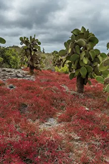 Cactus: Sesuvium edmonstonei and cactus, South Plaza Island