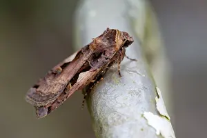 Nigrum: Setaceous Hebrew Character Moth