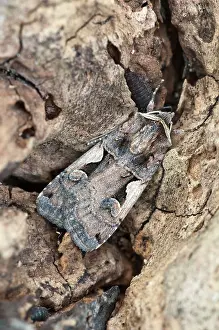 Nigrum: Setaceous Hebrew Character - resting on dead wood