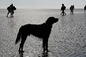Believer: Setter and pilgrims in the Mont Saint Michel Bay