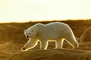 Backlighting: Setting midnight sun lights Polar Bear (Ursus maritimus)