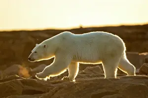 Backlighting: Setting midnight sun lights Polar Bear (Ursus maritimus)