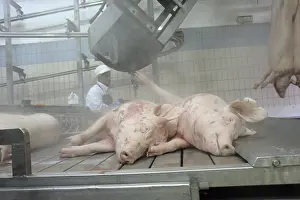 Remains: Setting up the remains of Pigs on a conveyor Rodez
