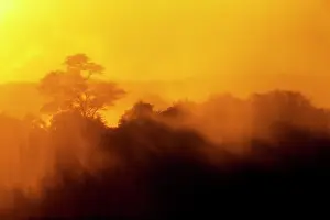 Vapour: Setting sun lights mist-covered trees near Eastern