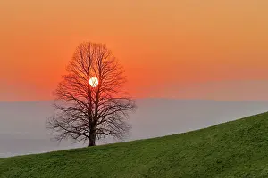 Filter: Setting sun shines through linden tree (Tilia)