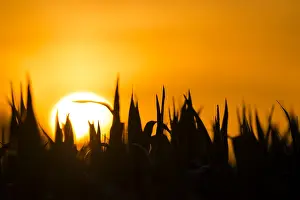 Maize: Setting sun behind a silhouetted corn field, Th