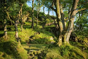 Derwent: Setting sunlight on the trees and hillside above