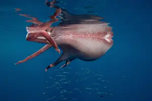Killed: Seven-arm octopus (Haliphron atlanticus) killed