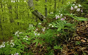 Cardamine: Seven-leaved bittercress - in montane beech forest