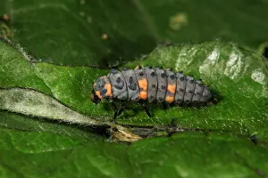 Coccinella: Seven-point ladybird (Coccinella septempunktata)