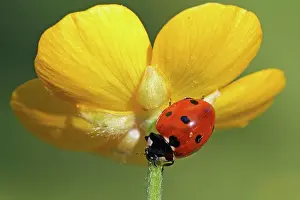 Coccinella: Seven-spot Ladybird