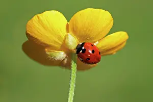 Coccinella: Seven-spot Ladybird
