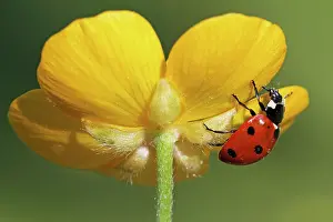 Coccinella: Seven-spot Ladybird