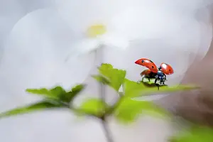 Ladybirds: Seven-spot Ladybird