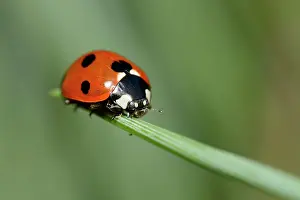Coccinellidae: Seven-spot Ladybird