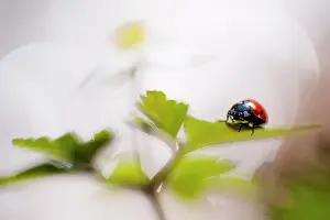Nemorosa: Seven-spot Ladybird