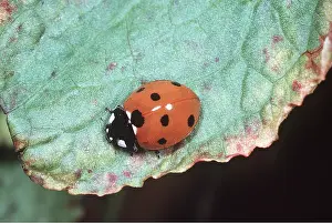 Ladybird: SEVEN-SPOT LADYBIRD