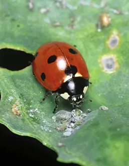 Ladybird: Seven-spot Ladybird