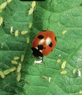Scarce: Seven-spot Ladybird with aphids