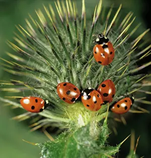 Ladybirds: Seven-spot Ladybird Beetles