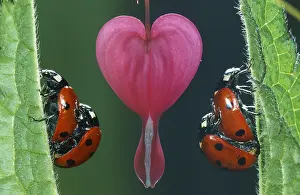 Belgium: Seven-spot Ladybird (Coccinella Septempunctata)