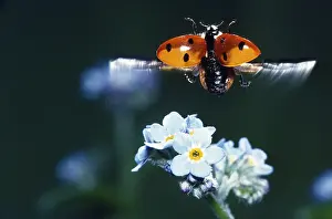 Belgium: Seven-spot Ladybird (Coccinella Septempunctata)
