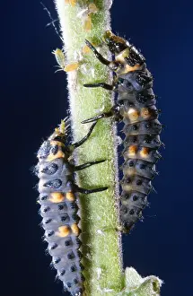 Ladybird: Seven-spot Ladybird (Coccinella Septempunctata)