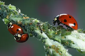 Ladybird: Seven-spot Ladybird (Coccinella Septempunctata)