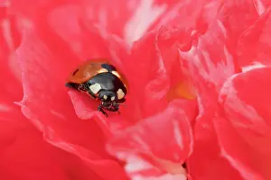 Ladybird: Seven-spot ladybird (Coccinella septempunctata)