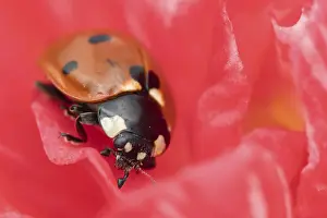 Ladybird: Seven-spot ladybird (Coccinella septempunctata) adult insect
