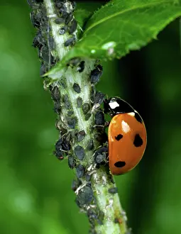 Punctata: Seven-spot ladybird (Coccinella septum-punctata)