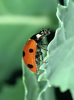 Punctata: Seven-spot Ladybird (Coccinella septum-punctata)