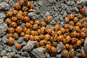 Cluster: Seven-spot ladybird - in dense cluster during mass migration