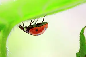 Punctata: Seven-spot Ladybird on Green Alkanet / Evergreen