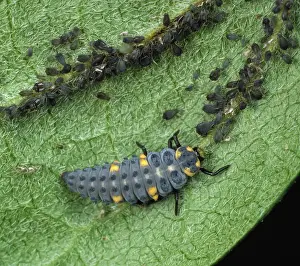 Aphis: Seven-spot ladybird LArva