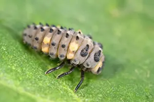 250720: Seven-spot ladybird larva - Norfolk UK