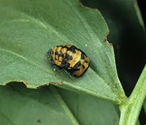 Bean: Seven Spot Ladybird pupa