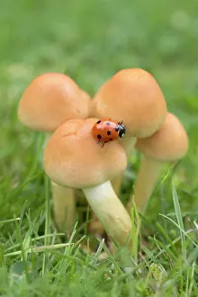 Ladybird: Seven-spot ladybird on Sulphur tuft fungi