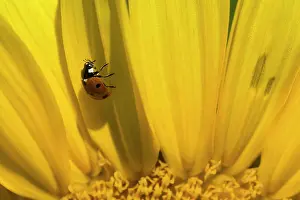 Ladybirds: Seven-spot Ladybird on sunflower (Helianthus annuus) Summer