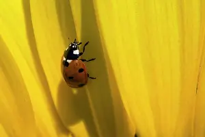 Ladybirds: Seven-spot Ladybird on sunflower (Helianthus annuus) Summer