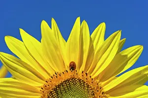 Ladybirds: Seven-spot Ladybird on sunflower (Helianthus annuus) Summer