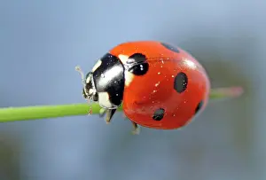Coccinella: Seven-spott ladybird (Coccinella septempunctata)