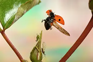 Lice: Seven-spott ladybird (Coccinella septempunctata)