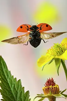 Potentilla: Seven-spott ladybird (Coccinella septempunctata