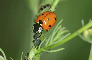 Lice: Seven-spott ladybird (Coccinella septempunctata)