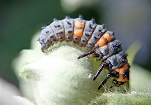 Coccinella: Seven-spott ladybird (Coccinella septempunctata)