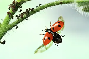 Lice: Seven-spott ladybird (Coccinella septempunctata)