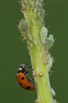 Lice: Seven-spott ladybird (Coccinella septempunctata)